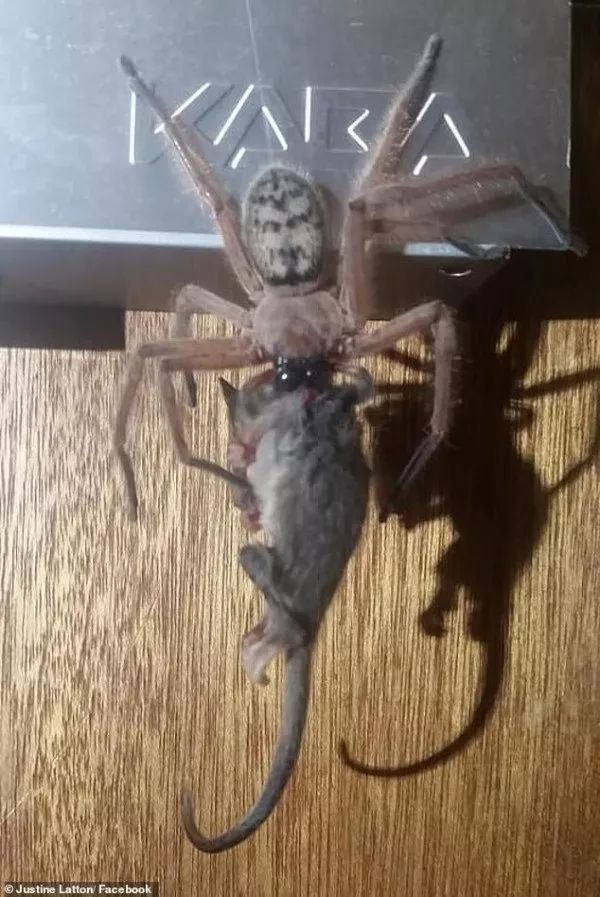 一张照片把澳女吓得花容失色!这就是澳洲的蜘蛛