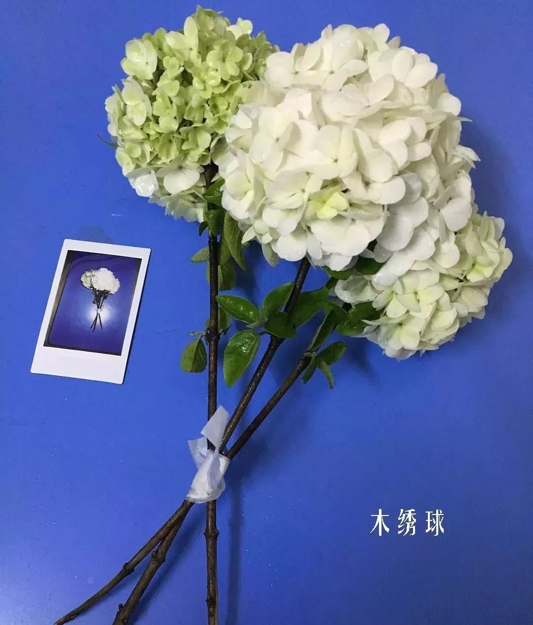 精选百种花店常见花材,你能叫出它们的名字吗