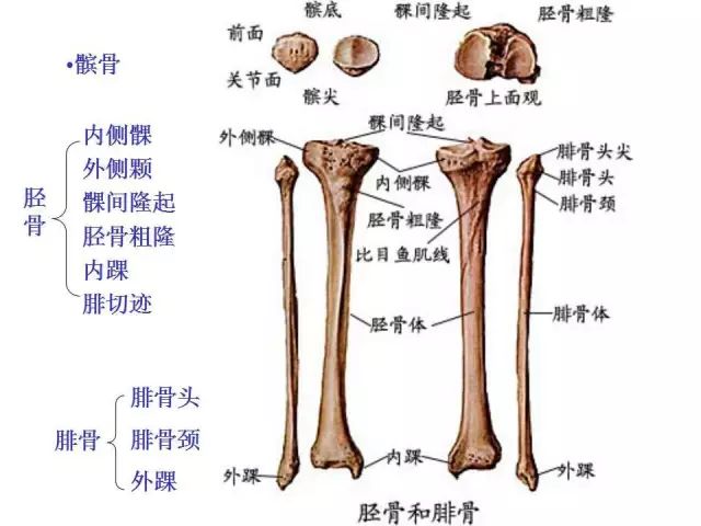 系统解剖学