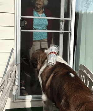 原創
            90多歲老奶奶不肯搬往兒子家，竟是由於領居家的狗太可愛了？！ 寵物 第10張