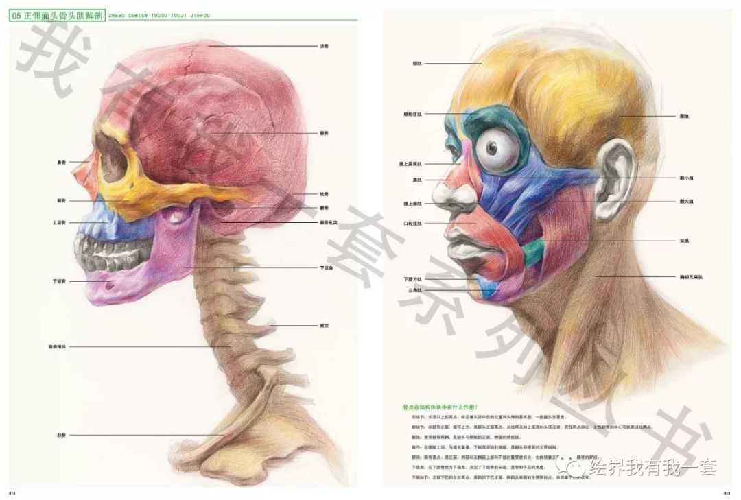 2019年《专题人物头骨头肌五官解剖》
