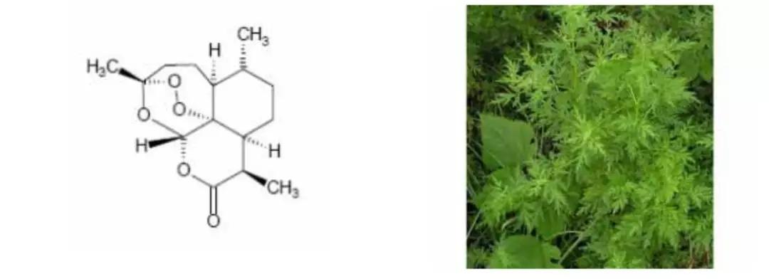 青蒿素化学结构式/青蒿的植株图黄花蒿是双子叶植物纲,菊科,蒿属一年
