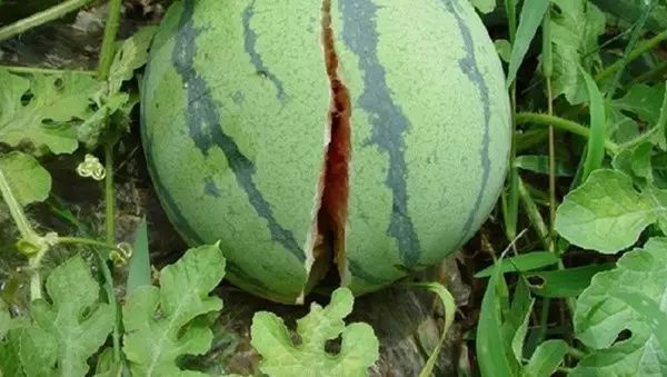 西瓜是什么科属植物 c36a2a02bbfc40128fb26699f69433a8.jpeg