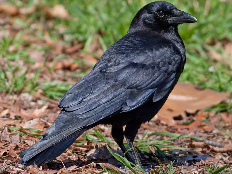 曾以为猪都很蠢,但小牛猪智商却在世界动物界