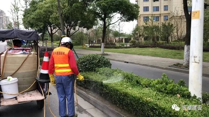 病虫害防治同时现阶段也是草坪霜霉病,十大功劳白粉病,悬铃木白粉病