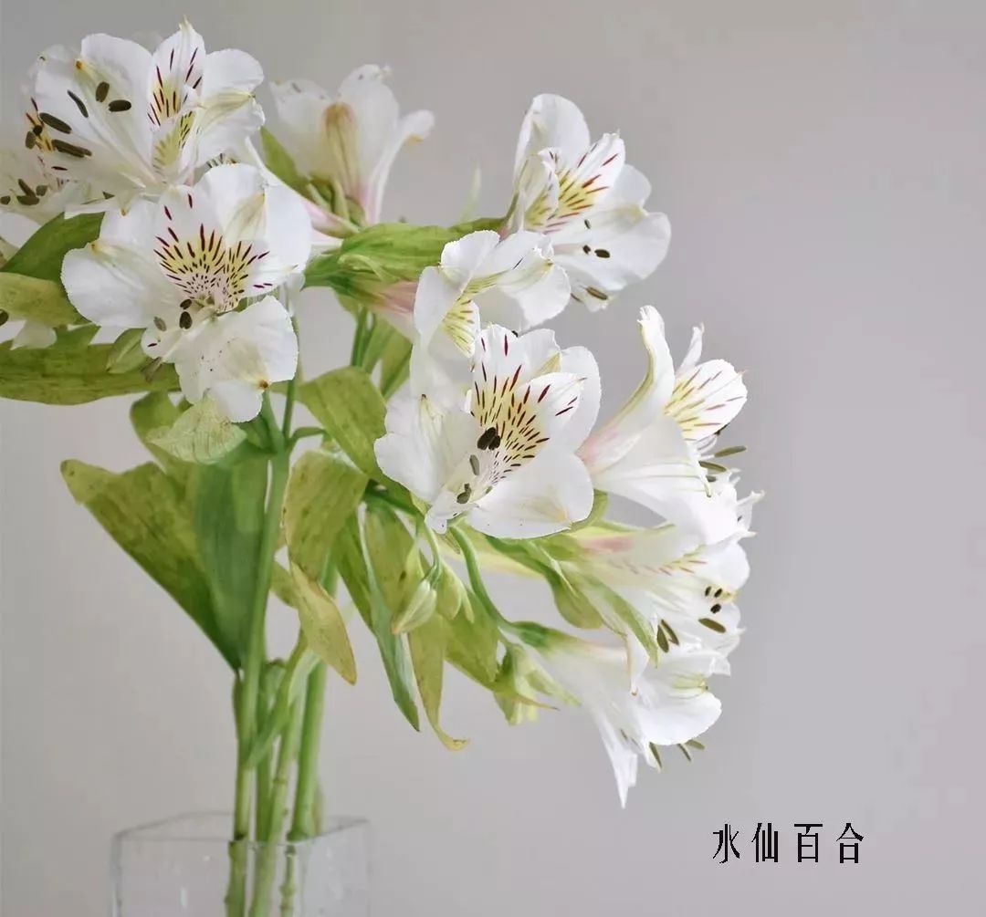 精选百种花店常见花材,你能叫出它们的名字吗?