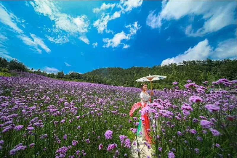 约!万州惊现梦幻紫色花海,满足你所有浪漫的想象