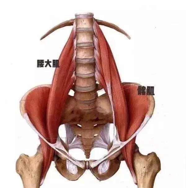 因为练腹,练大腿后侧,都需要你屈髋,但这时候就会让你髂腰肌变得更加