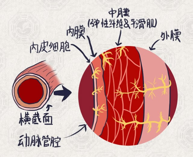 动脉是将血液输送到全身各个器官的血管,血管壁是由三层结构组成