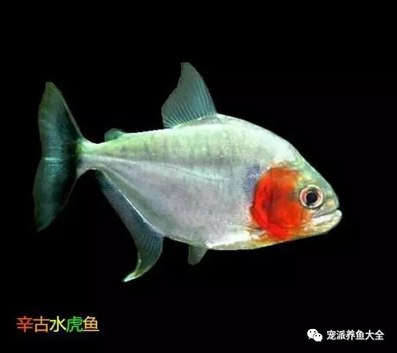 辛古水虎的下颚较长,双眼橙色,成鱼身体敦实高壮,有或橙色鳃板和