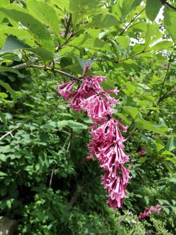 山野无际西蜀丁香记