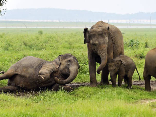 曾以为猪都很蠢,但小牛猪智商却在世界动物界