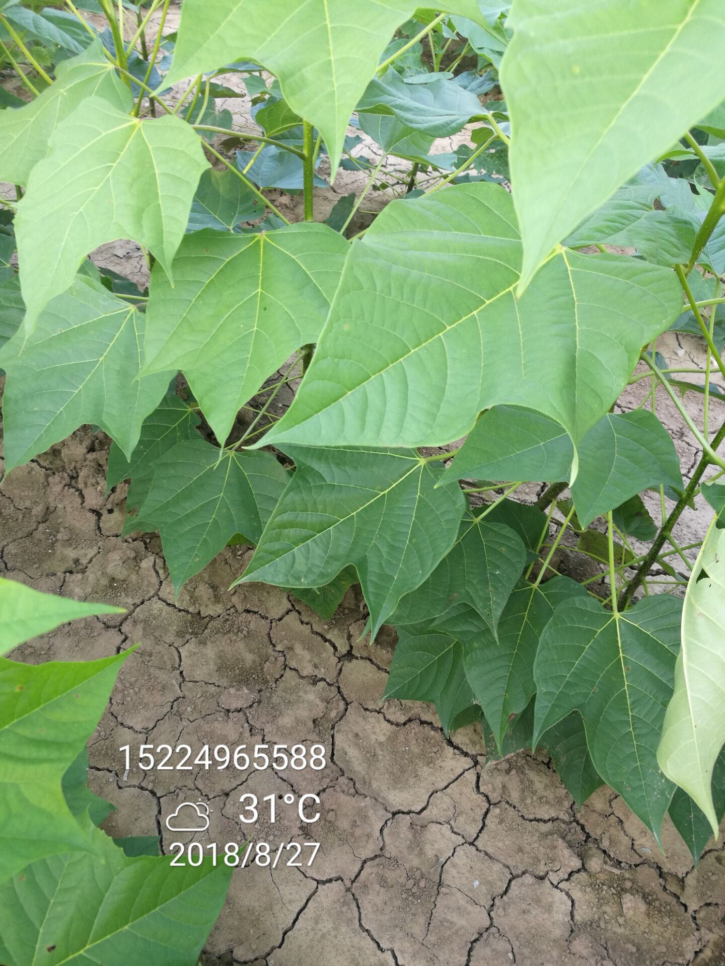 楸树苗价格10公分11公分12公分楸树行情如何河南楸树种子