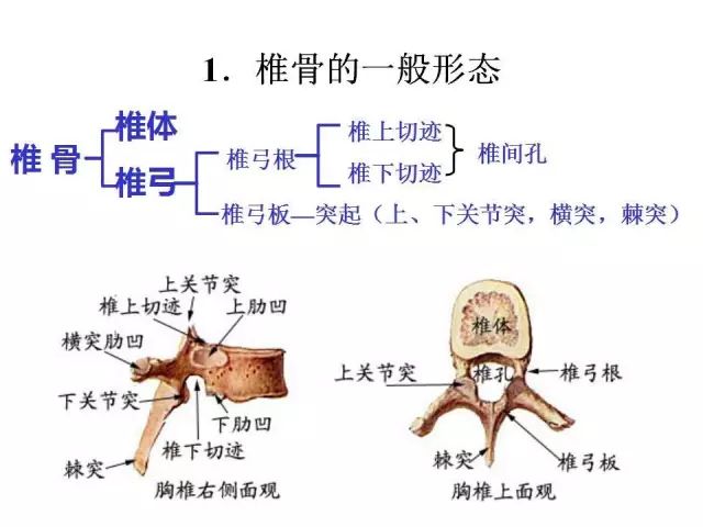 系统解剖学
