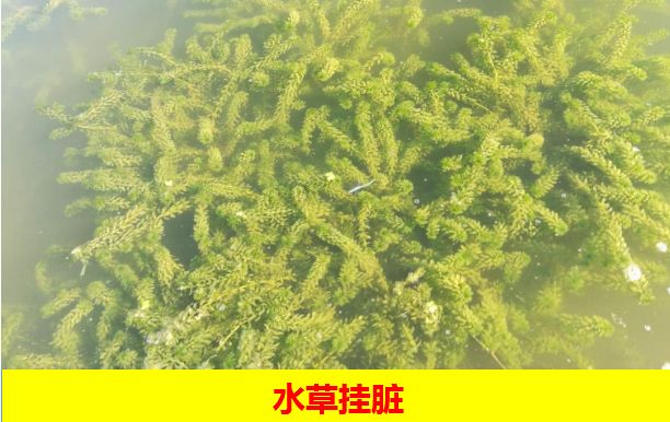 神爽方案科学养虾水草致胜