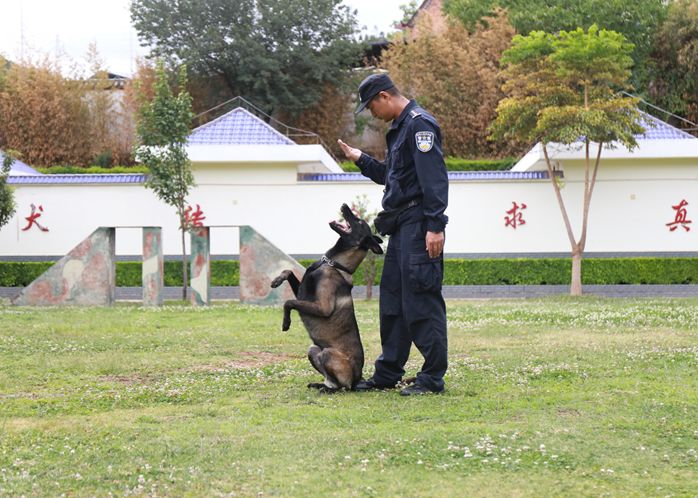 探秘大理警犬基地,揭开民警与警犬的感人故事