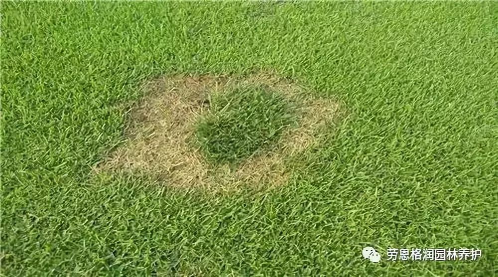 夏季常见草坪病害的发生与防治
