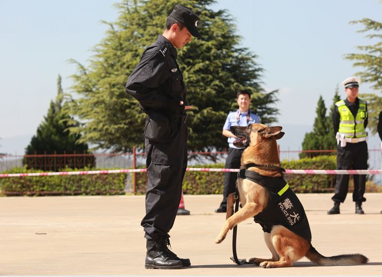 探秘大理警犬基地,揭开民警与警犬的感人故事