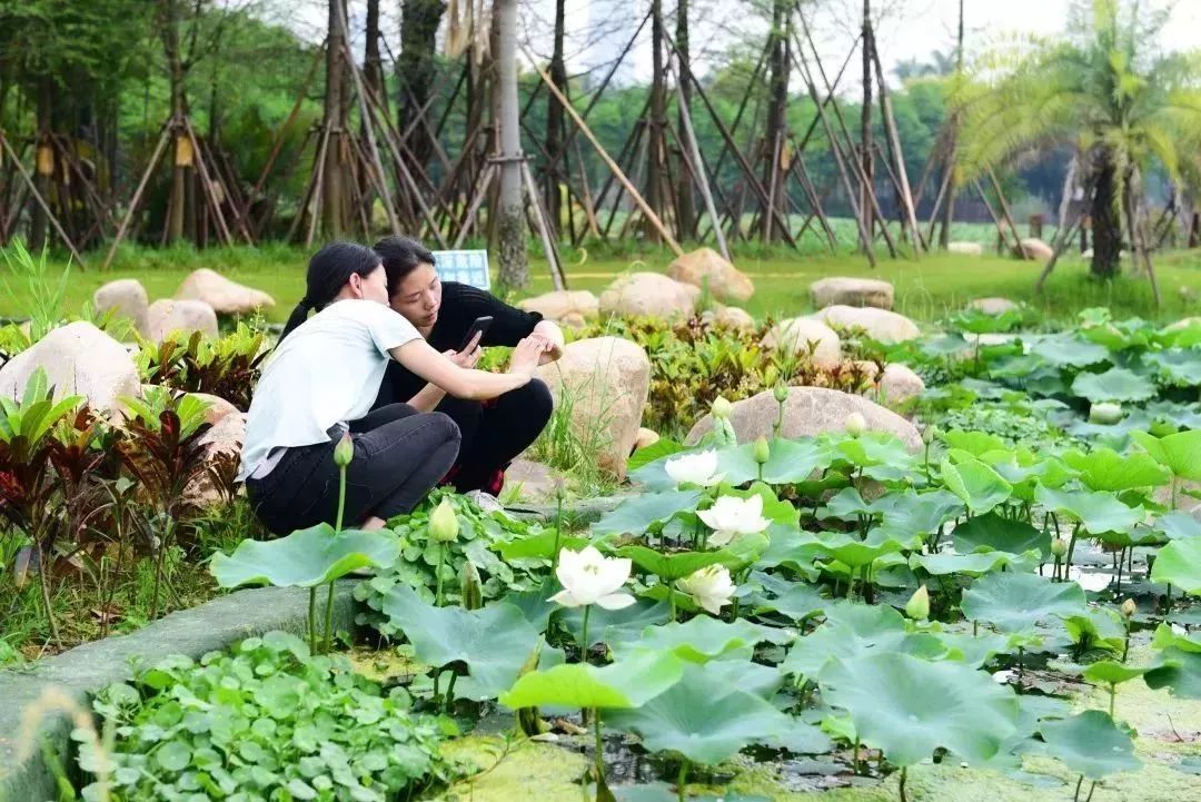 荷花灼灼,一池默默香,厦门这里的荷花竟可以美成这样