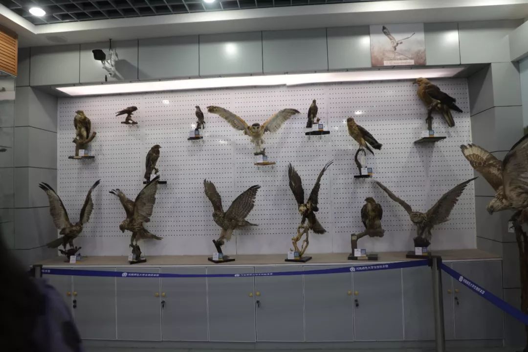 【现场教学】专家,学员参观河南师范大学生物标本馆
