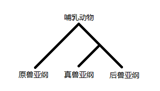 而哺乳动物的军备竞赛也在快速扩张满整个大陆之后,开始了.