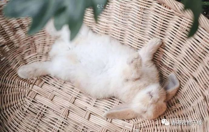 在我们中间,会呼呼大睡的兔子也确实碰到不少,甚至有侧躺下来,打着