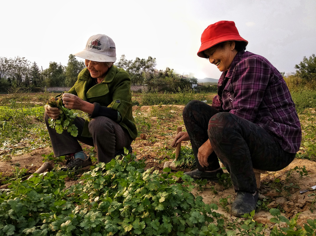 怎样种香菜出苗快又齐 166a37a14e1d412b80136376194460c4.jpeg