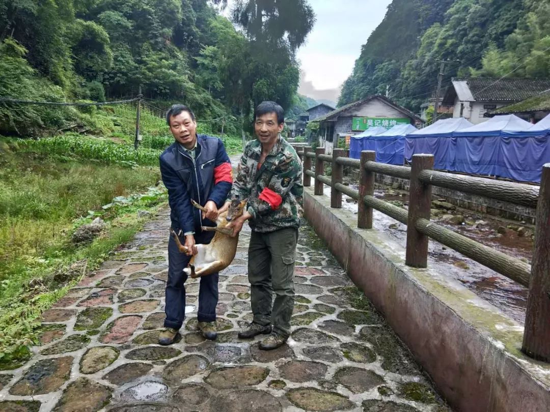 古蔺一野生动物"闯"进场镇,幸好遇见他们!_黄荆镇