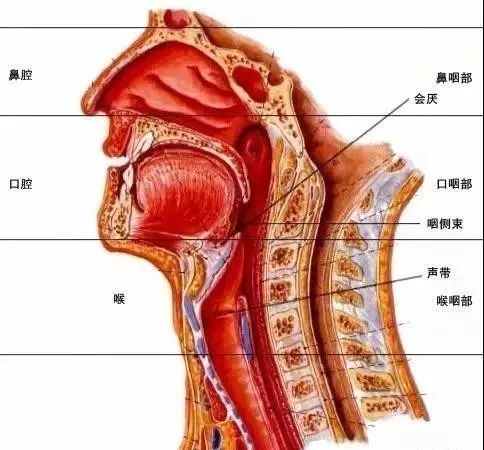 4, 健康小贴士 避免烟酒刺激,保持饮食清淡,以避免咽喉炎的反复发作.