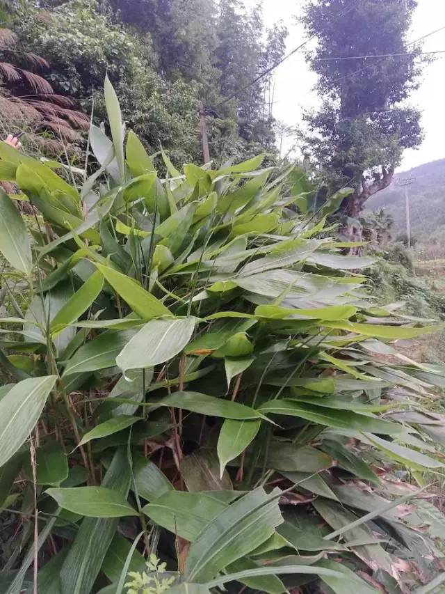 箬竹叶箬竹叶,也叫粽叶.包粽子少不了它.隆回北面是山区.