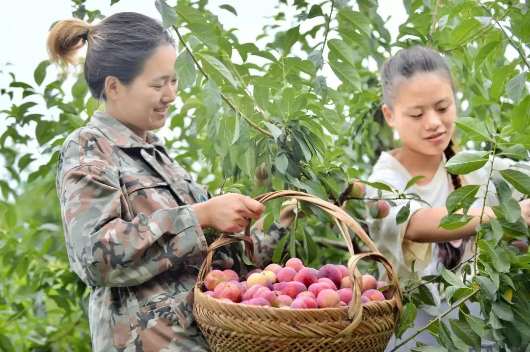 这颗乌镇网红果竟然可以吸着吃?_桃园