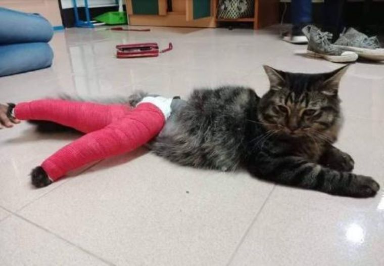 宠物受伤莫名心疼,但看到它们包扎的样子,却忍