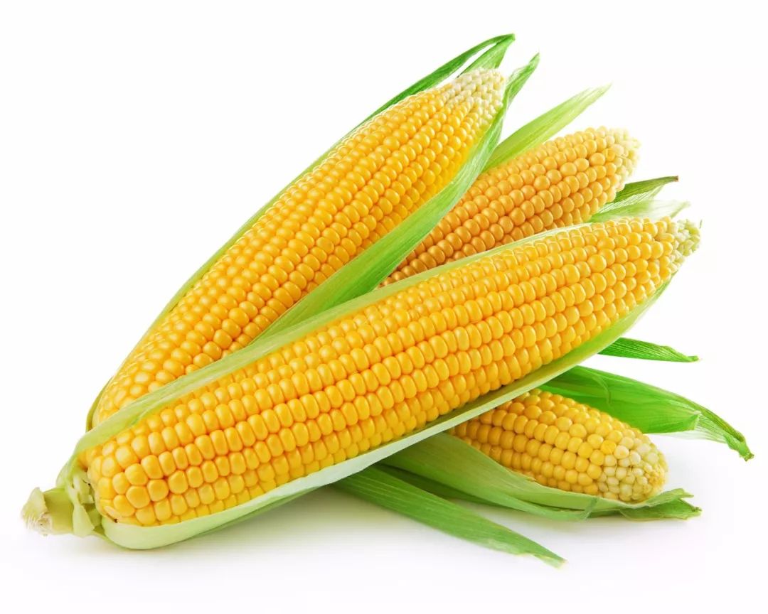 2019玉米种子排行榜_市场政策改革 玉米行业供需失衡矛盾或扭转