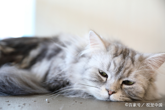 猫蝇蛆病是怎么回事?感染途径有哪些?治疗及