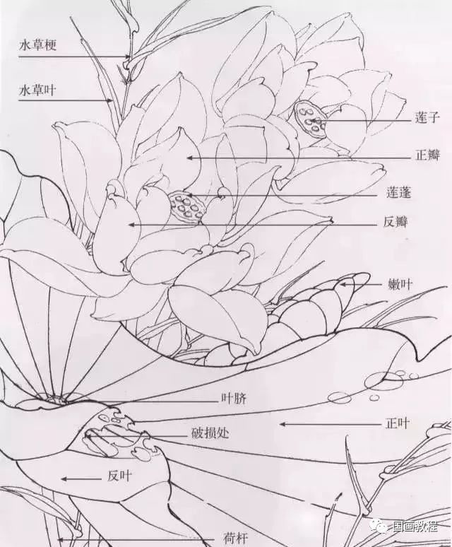 【国画教程】荷花等花卉的用线方式及花瓣常见造型设色