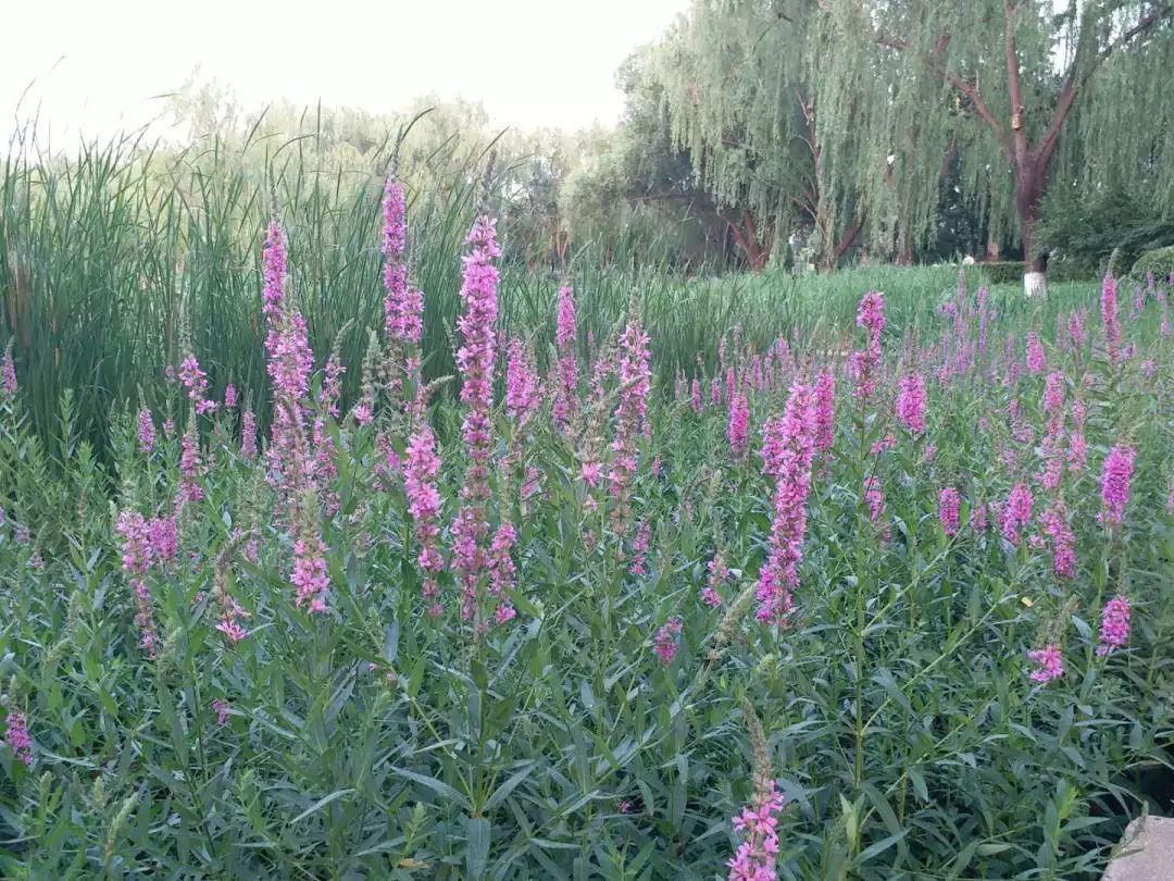 西湖公园湿地植物简介