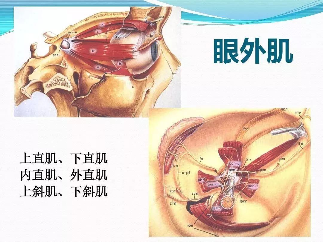 眼科基础解剖图集36张值得收藏