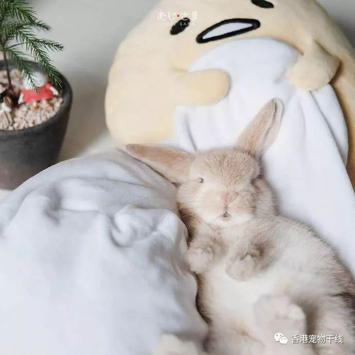 兔子的睡觉习惯是怎样的?