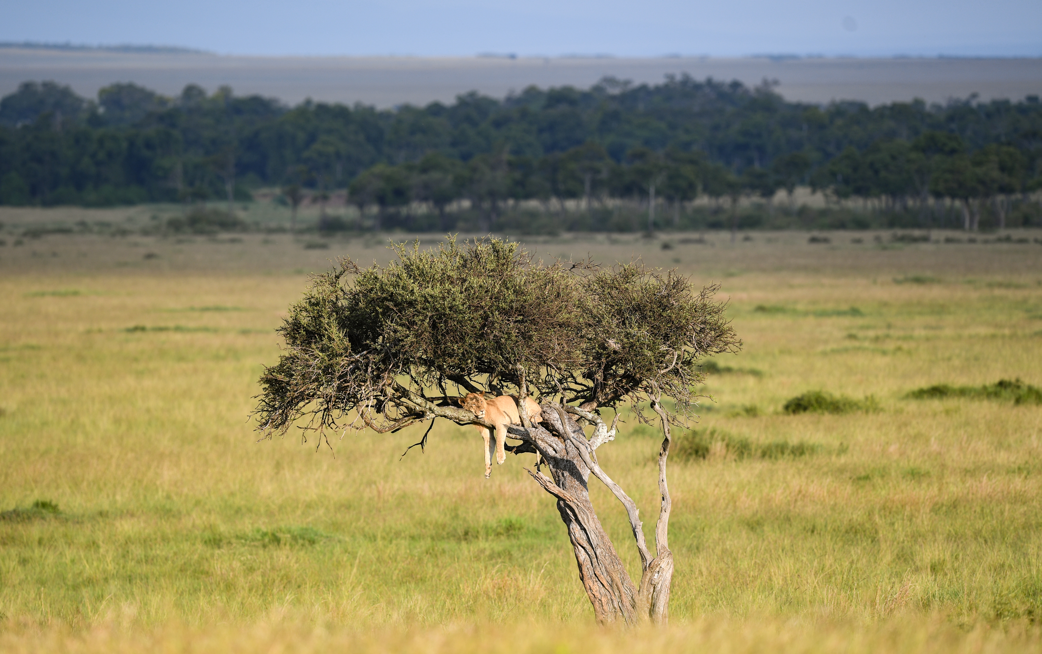 [转帖]肯尼亚马赛马拉国家保护区掠影