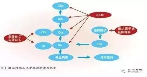 血液凝固的原理_图为血液凝固机理(2)