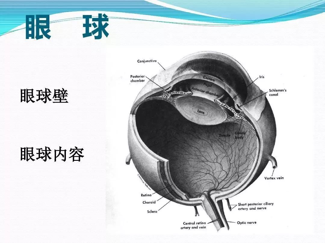 眼科基础解剖图集36张(值得收藏)