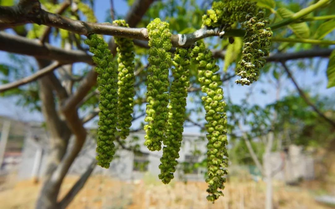 90的人都不知道核桃的花原来还是一道名菜