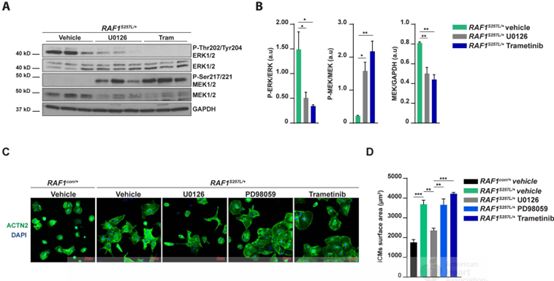 calcineurin-nfat,akt/mtor,p38-mapk或jnk-mapk信号通路在raf1s257l