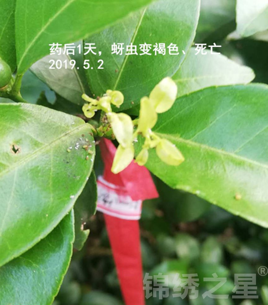 定剿03防治柑橘抗性蚜虫实验示范广西省来宾市