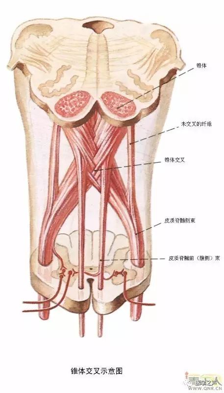 最全神经系统解剖图