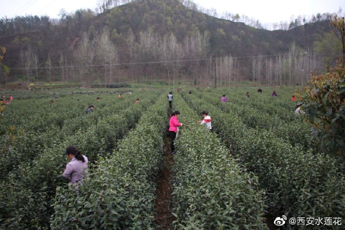 商南县有多少人口_商南县地图(3)