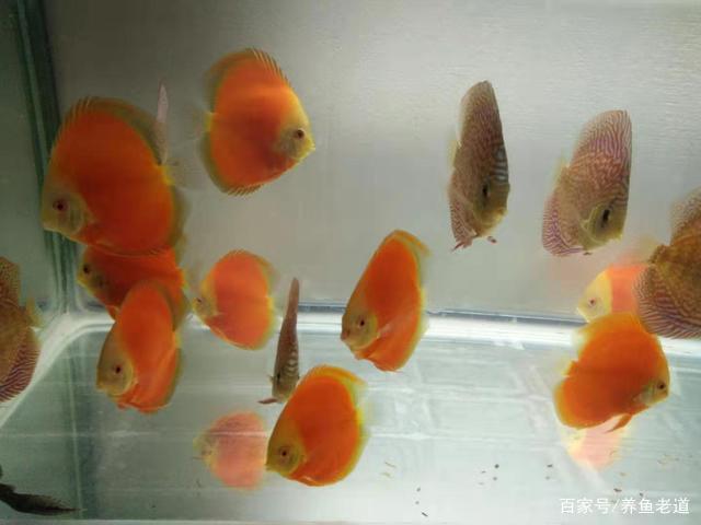 水族知识