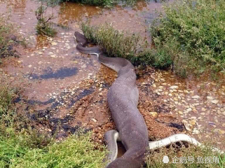 巨鳄大战巨蟒澳洲橄榄蟒吞吃淡水鳄死亡缠绕完胜翻滚