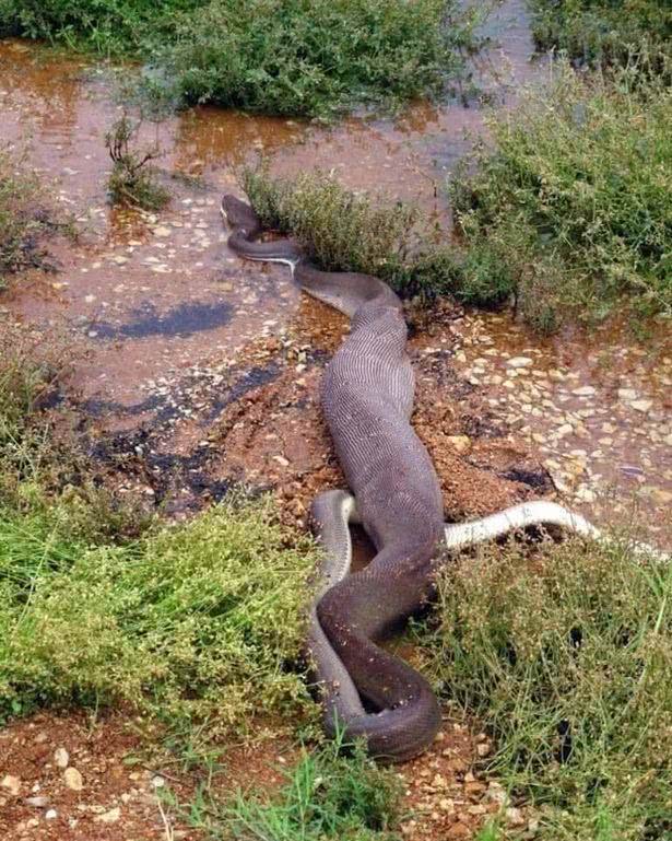 蛇怎么吃鳄鱼