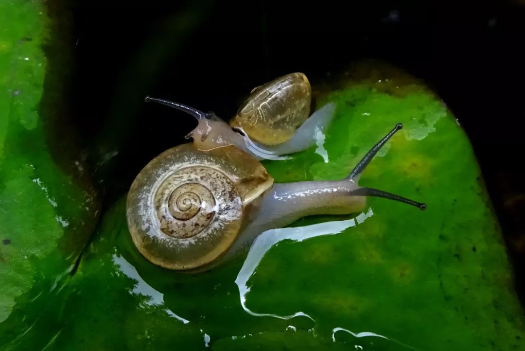 怎么养小蜗牛 a2d98ae8de814ae19aa2a9679bc5e564.jpeg